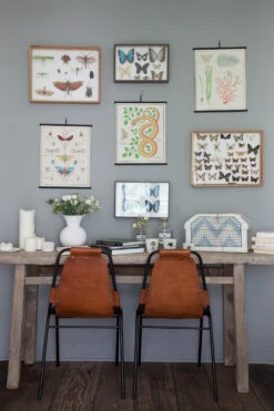 Planche Murale | LES INSECTES 10 Planche Murale | LES INSECTES -Atelier Élégance Pas Cher Magasin IMG 7367