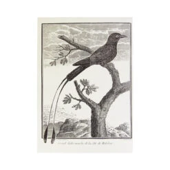 OISEAUX DU XVIIIe, Tome 2 | Carnet -Atelier Élégance Pas Cher Magasin carnet4 1