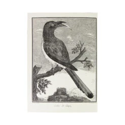 OISEAUX DU XVIIIe, Tome 1 | Carnet -Atelier Élégance Pas Cher Magasin carnet5 1