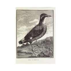 OISEAUX DU XVIIIe, Tome 1 | Carnet