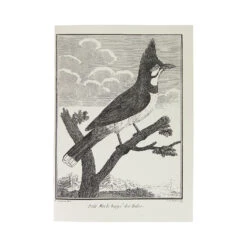 OISEAUX DU XVIIIe, Tome 2 | Carnet