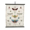 Planche Murale | LES INSECTES