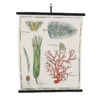 Planche Murale | CORAIL ET VÉGÉTAUX